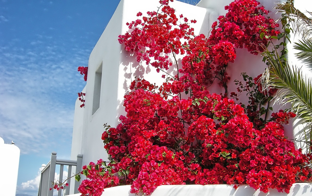 mykonos grecia fiori rosso bianca